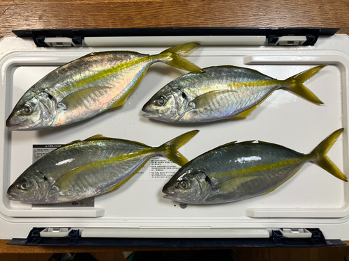 シマアジの釣果