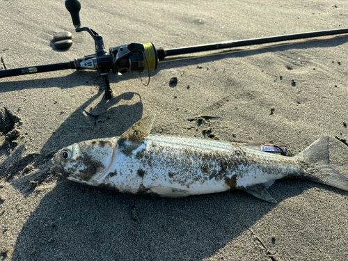 ボラの釣果