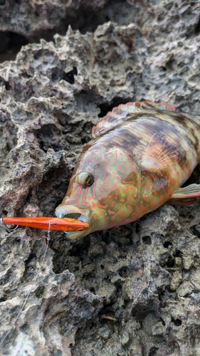 ミツバモチノウオの釣果