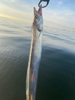 タチウオの釣果