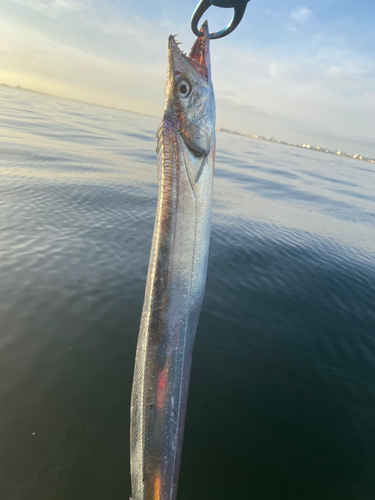 タチウオの釣果