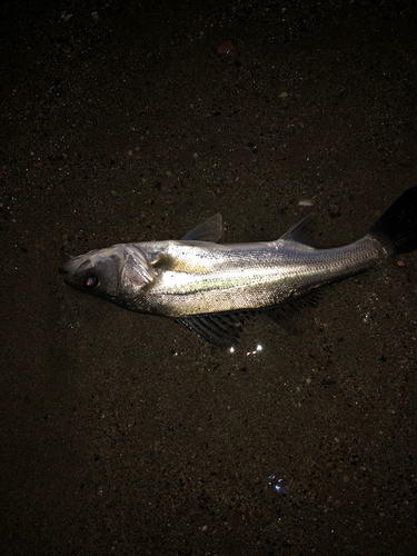 セイゴ（タイリクスズキ）の釣果