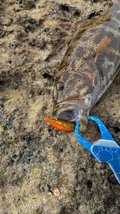 オオアオノメアラの釣果