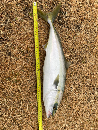 イナダの釣果