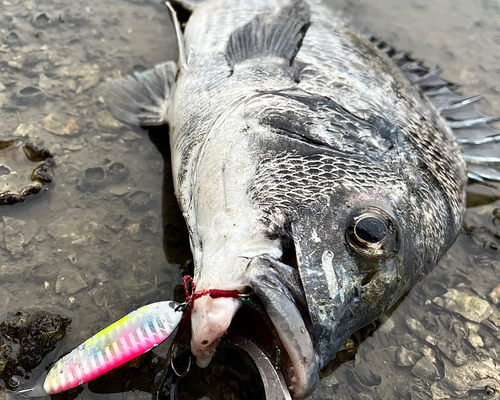 チヌの釣果