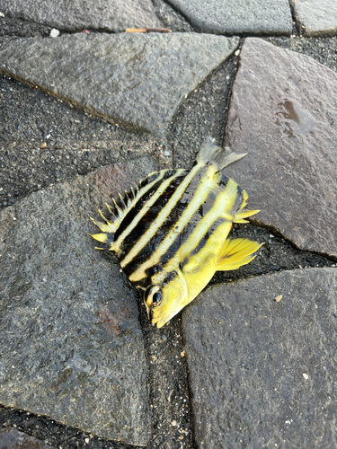 カゴカキダイの釣果