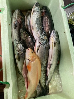 ニジマスの釣果