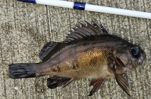 メバルの釣果