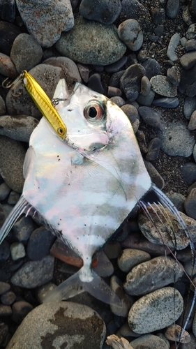 イトヒキアジの釣果