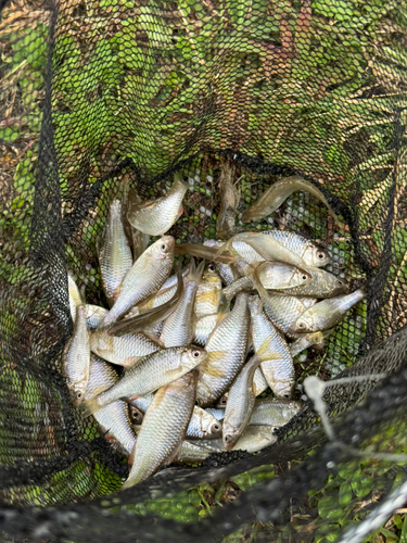 ヤリタナゴの釣果