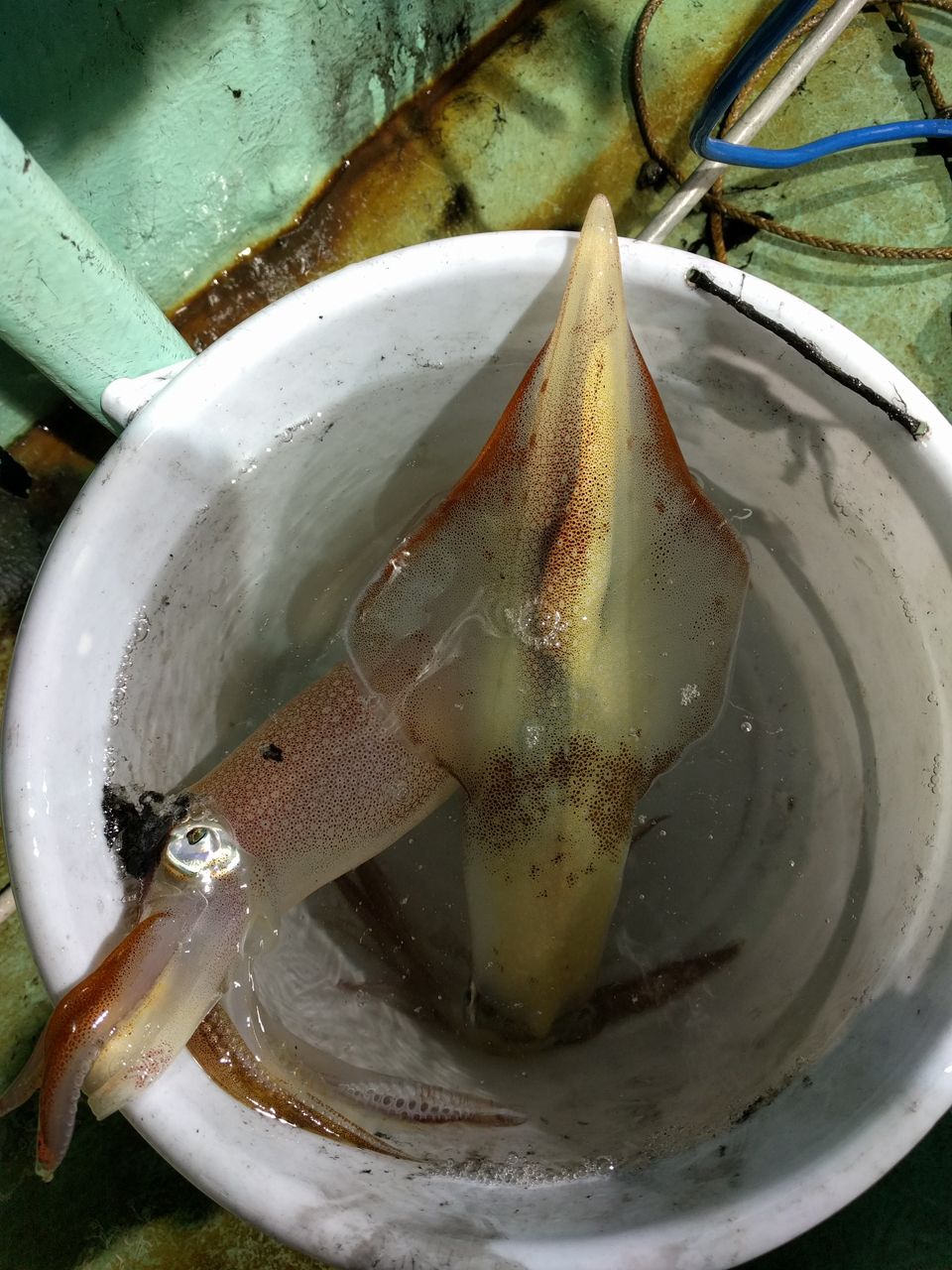 DAIWA 15夜イカX 64MH-235の最安値・インプレ・釣果 | 本音の口コミが