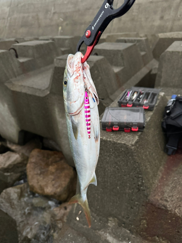 ツバスの釣果