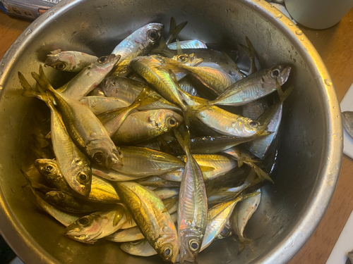 アジの釣果