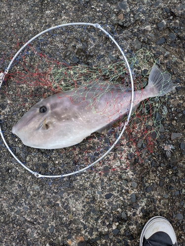 ウスバハギの釣果