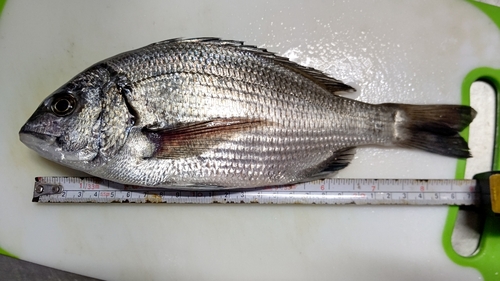 マハゼの釣果