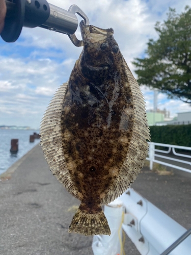 カレイの釣果