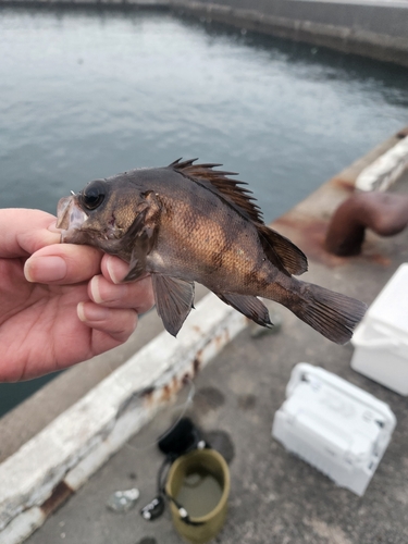 シロメバルの釣果