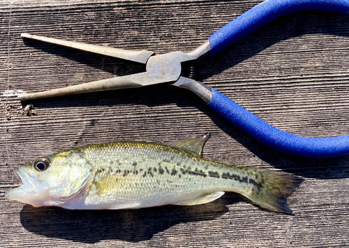 ラージマウスバスの釣果