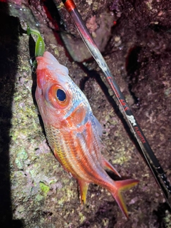 ウケグチイットウダイの釣果