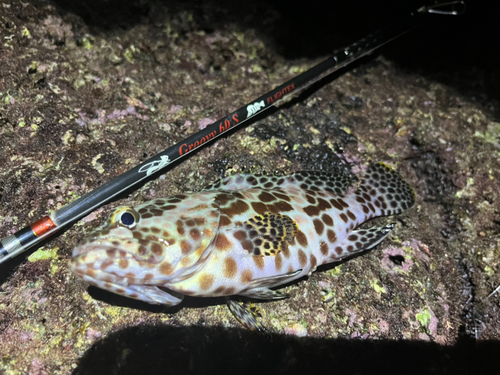 カンモンハタの釣果