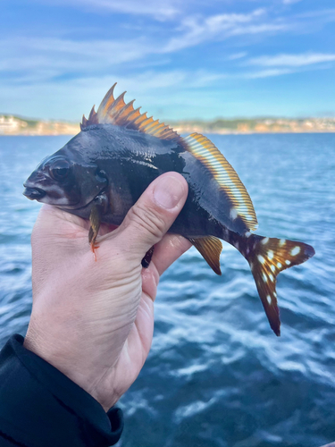 タカノハダイの釣果