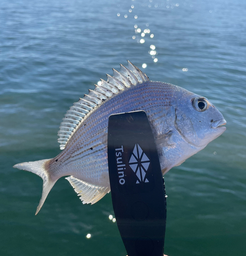 ヘダイの釣果