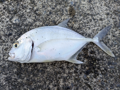 メッキの釣果