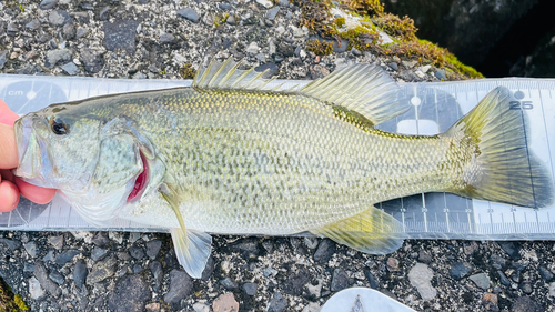 ブラックバスの釣果