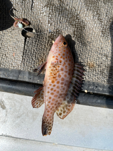 オオモンハタの釣果