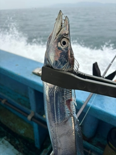 タチウオの釣果