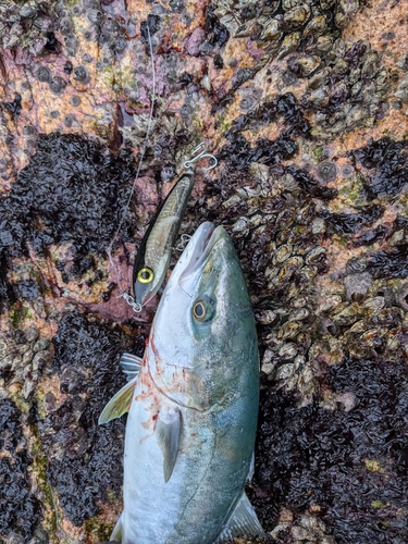 ヤズの釣果