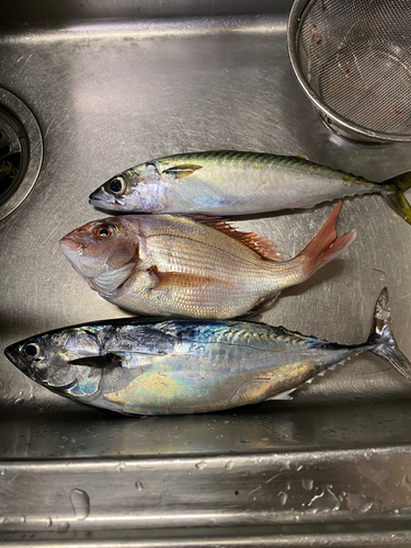 マダイの釣果