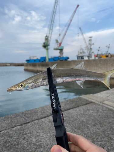 カマスの釣果