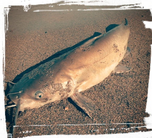 アメリカナマズの釣果