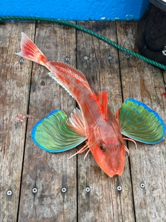 ホウボウの釣果