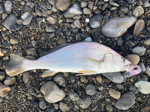 ニベの釣果