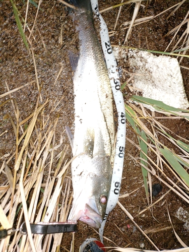 スズキの釣果