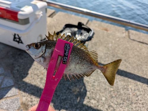 アイゴの釣果