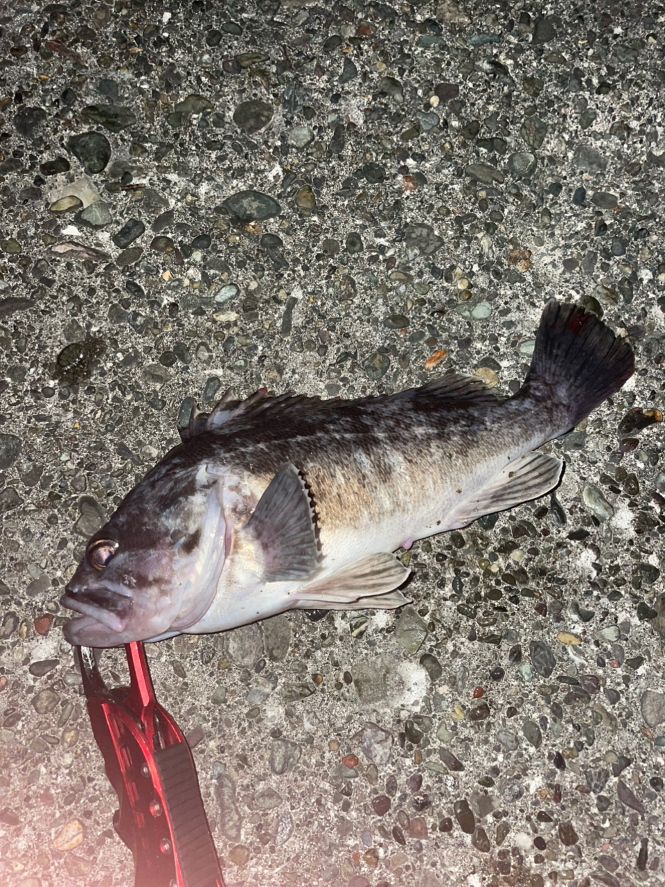 DAIWA 23ハートランド リベラリスト 763MH+RSB-23の最安値