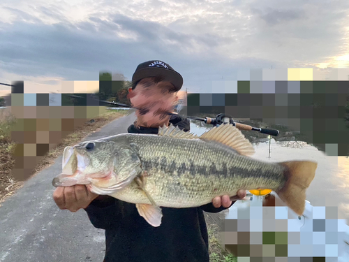 ブラックバスの釣果