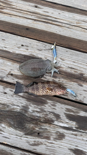 イトヒキアジの釣果