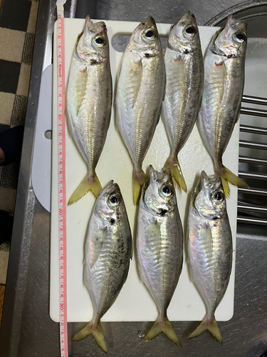 アジの釣果