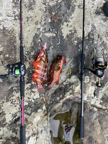 アカハタの釣果