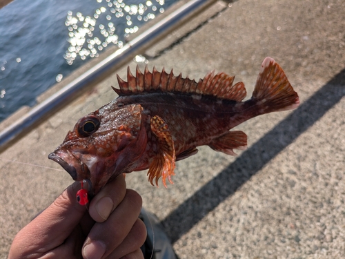 ガシラの釣果