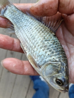 ギンブナの釣果