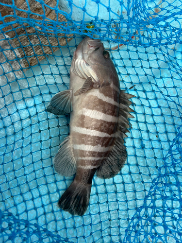 マハタの釣果