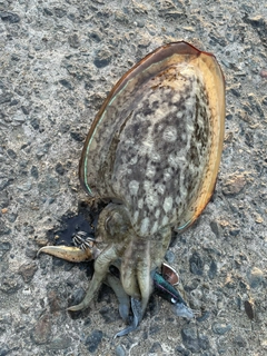 モンゴウイカの釣果