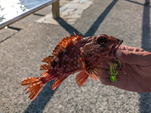 ガシラの釣果