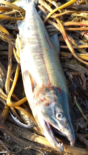 サケの釣果