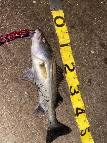 シーバスの釣果